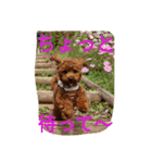 the toy poodle  MELON  feeling（個別スタンプ：24）