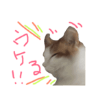 ネコは 毛玉（個別スタンプ：4）