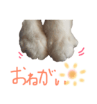 ネコは 毛玉（個別スタンプ：6）
