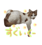 ネコは 毛玉（個別スタンプ：8）