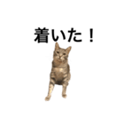 キジトラ猫りお（個別スタンプ：3）