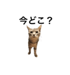 キジトラ猫りお（個別スタンプ：4）
