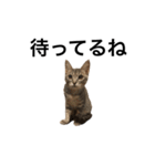 キジトラ猫りお（個別スタンプ：5）