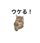 キジトラ猫りお（個別スタンプ：9）