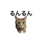 キジトラ猫りお（個別スタンプ：10）