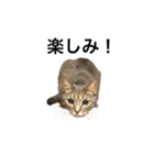 キジトラ猫りお（個別スタンプ：11）