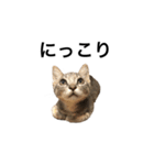 キジトラ猫りお（個別スタンプ：12）