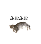 キジトラ猫りお（個別スタンプ：19）