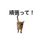 キジトラ猫りお（個別スタンプ：36）