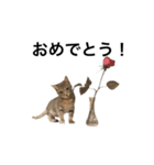 キジトラ猫りお（個別スタンプ：40）