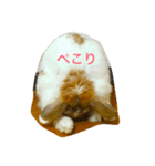 ぽこすた（個別スタンプ：1）
