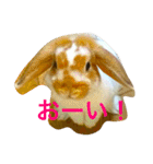 ぽこすた（個別スタンプ：16）