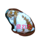 ぽこすた（個別スタンプ：17）
