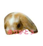ぽこすた（個別スタンプ：26）
