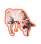 Marumo kun（個別スタンプ：6）