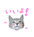ねこスタ2（個別スタンプ：1）