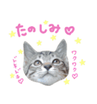 ねこスタ2（個別スタンプ：2）
