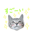 ねこスタ2（個別スタンプ：3）