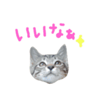ねこスタ2（個別スタンプ：4）