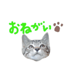 ねこスタ2（個別スタンプ：5）