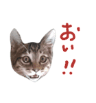 ねこスタ2（個別スタンプ：7）