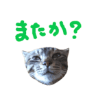 ねこスタ2（個別スタンプ：12）