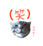 ねこスタ2（個別スタンプ：15）