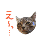 ねこスタ2（個別スタンプ：16）