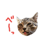 ねこスタ2（個別スタンプ：17）