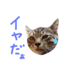ねこスタ2（個別スタンプ：18）
