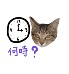 ねこスタ2（個別スタンプ：19）