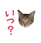 ねこスタ2（個別スタンプ：20）