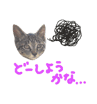 ねこスタ2（個別スタンプ：23）