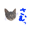 ねこスタ2（個別スタンプ：24）