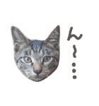 ねこスタ2（個別スタンプ：25）