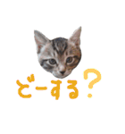 ねこスタ2（個別スタンプ：28）