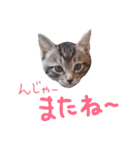 ねこスタ2（個別スタンプ：29）