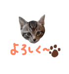 ねこスタ2（個別スタンプ：30）