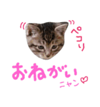 ねこスタ2（個別スタンプ：31）