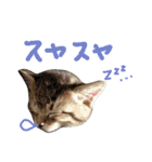 ねこスタ2（個別スタンプ：36）