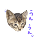 ねこスタ2（個別スタンプ：37）