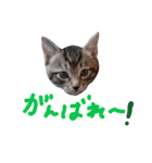 ねこスタ2（個別スタンプ：39）