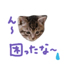 ねこスタ2（個別スタンプ：40）