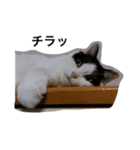はちもこ1号（個別スタンプ：2）