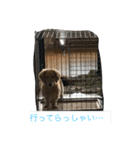 まったりダックス賢（個別スタンプ：1）
