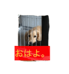まったりダックス賢（個別スタンプ：2）