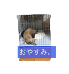 まったりダックス賢（個別スタンプ：3）