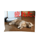 まったりダックス賢（個別スタンプ：4）