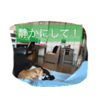 まったりダックス賢（個別スタンプ：5）