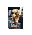 まったりダックス賢（個別スタンプ：7）
